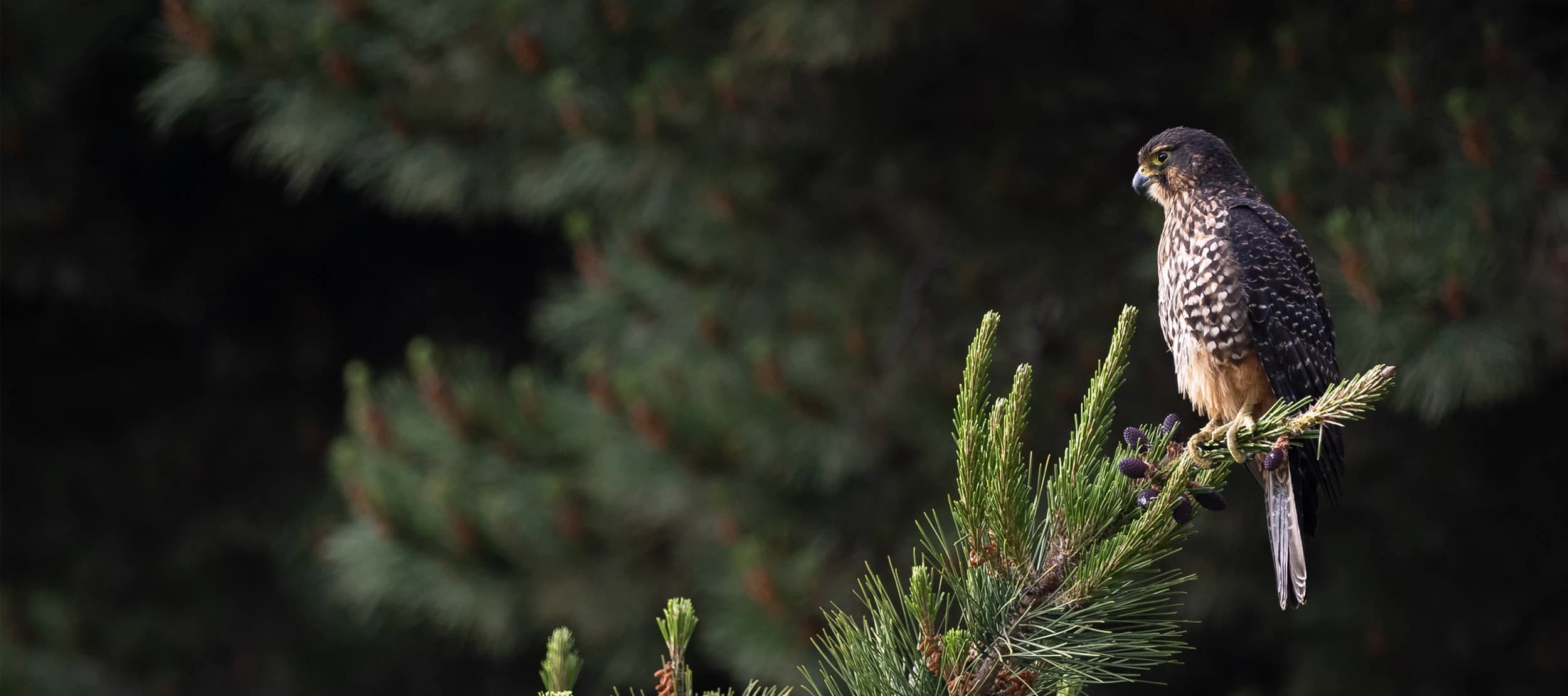 A kārearea (New Zealand falcon) perches on the tip of a pine branch, surveying its surroundings, with dark green pine trees providing a natural background.