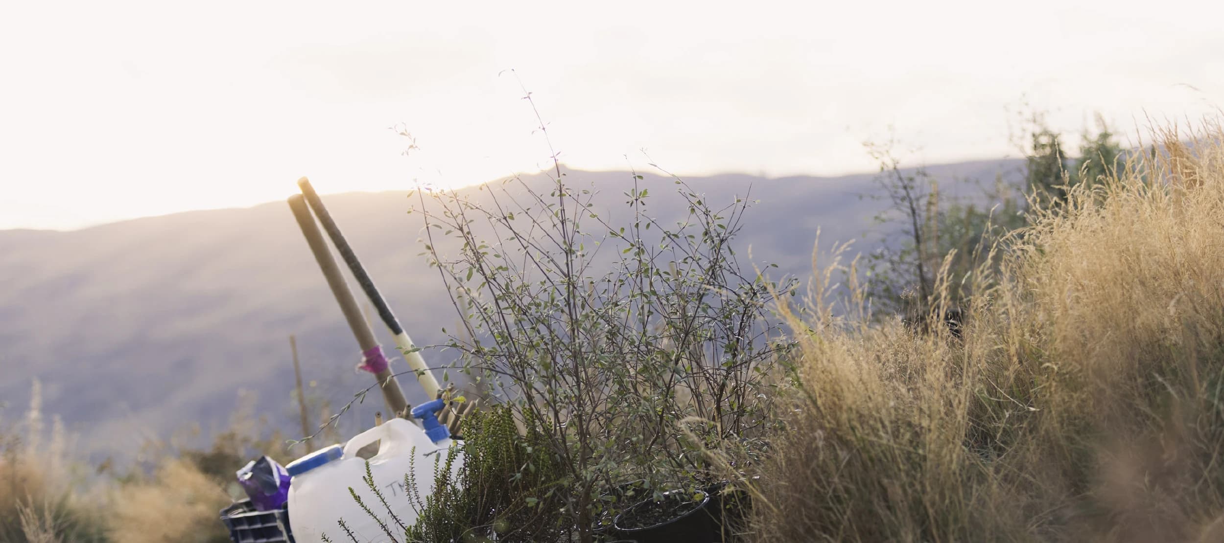 A small collection of young plants in black pots placed on the ground, next to some gardening tools and a large white water container.