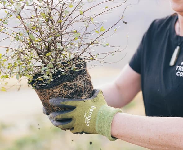 A person wearing a black shirt with the logo "Treble Cone" is holding a small plant with its roots exposed, ready for planting. They are wearing green gloves with the brand name "Bamboo" visible on the wrist. The focus of the image is on the plant and the hands, suggesting an activity related to gardening or environmental conservation, possibly part of a sustainability or reforestation effort.